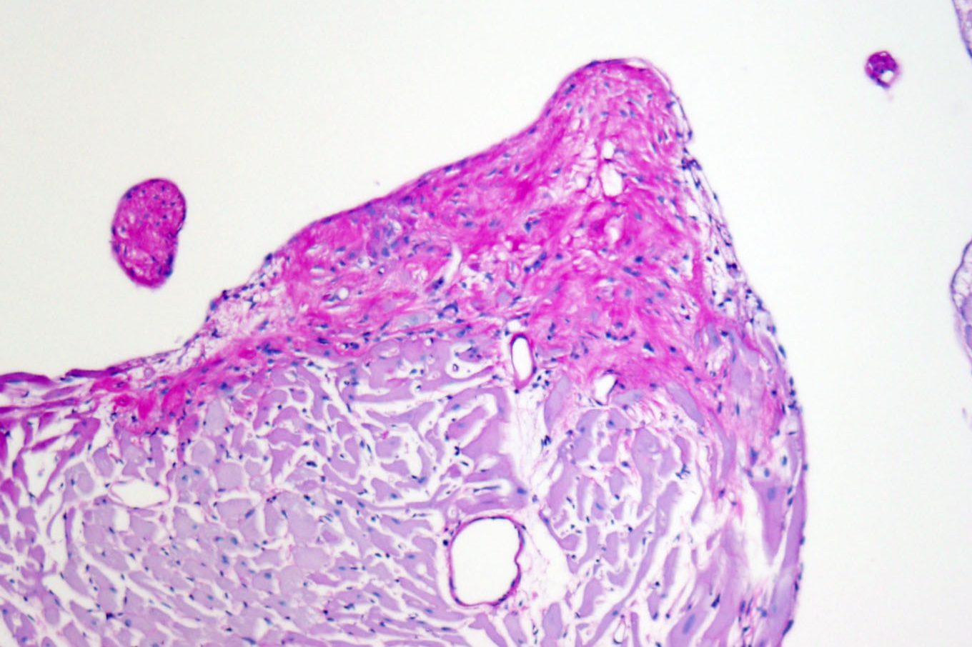 cropped-531-03_PAS01.jpg Cardiology