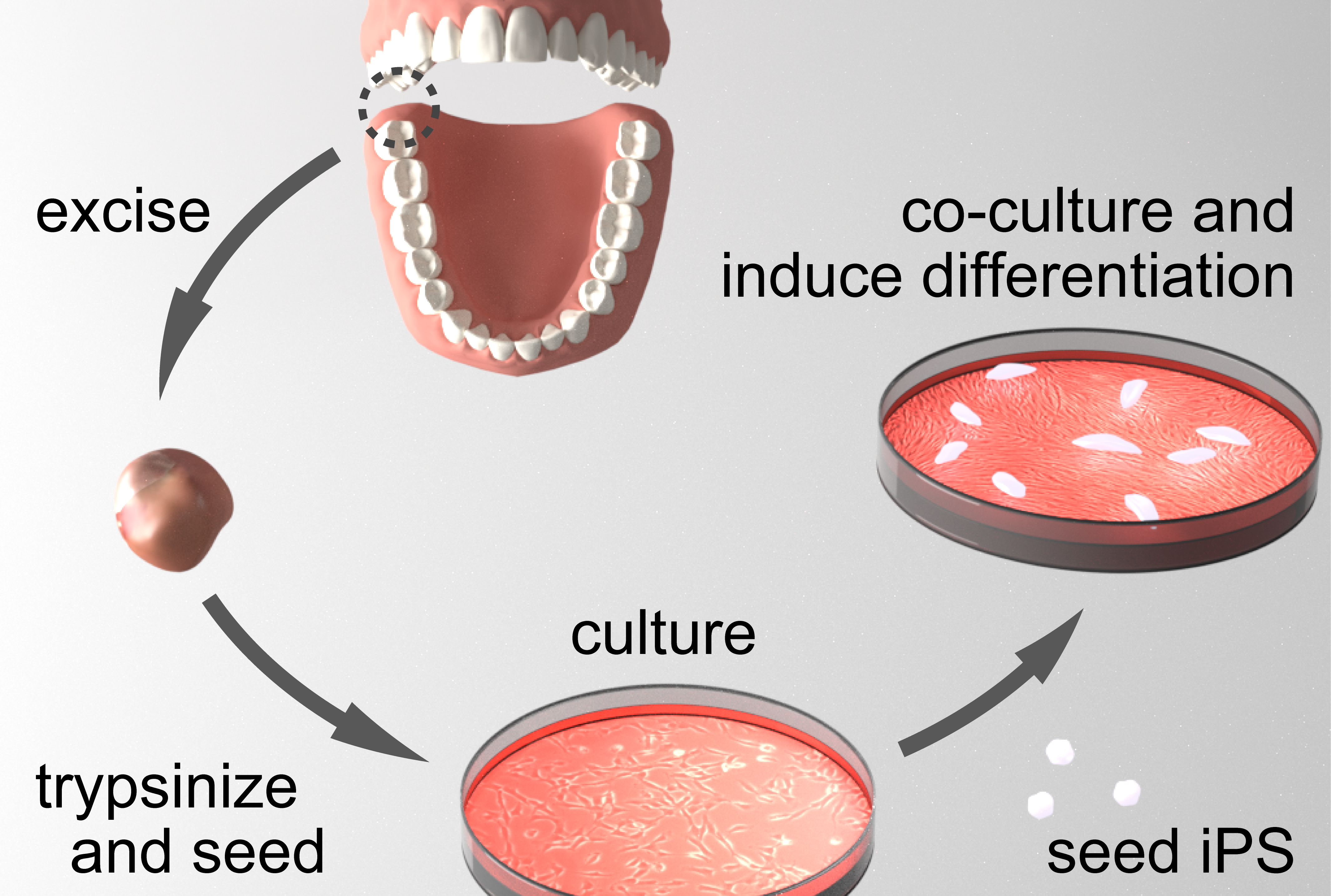 cropped-Fig1.png Cardiac regenerative medicine